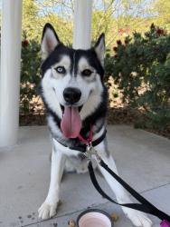 Shelter Stray Male Dog last seen Near Tierrasanta Boulevard, San Diego, CA, 92124, 5500 Gaines St, San Diego, CA 92110, USA