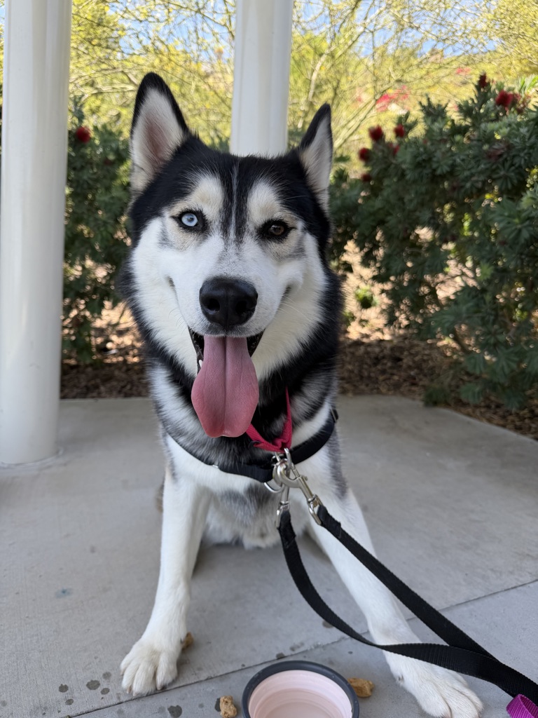Shelter Stray Male Dog last seen Near Tierrasanta Boulevard, San Diego, CA, 92124, 5500 Gaines St, San Diego, CA 92110, USA