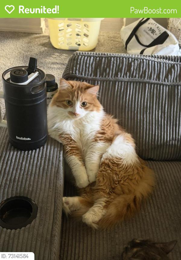 Reunited Male Cat last seen Forest Hill Village apmts, Tacoma, WA 98409