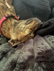 Lost Female Dog last seen Many ha ha, Saint Paul, MN 55101