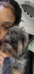 Lost Female Dog last seen Cutting blvd, Richmond, CA 94804