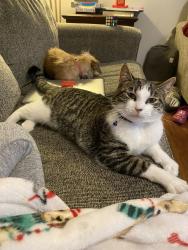 Lost Male Cat last seen Chadbourne and Autumn Woods, San Antonio, TX 78232