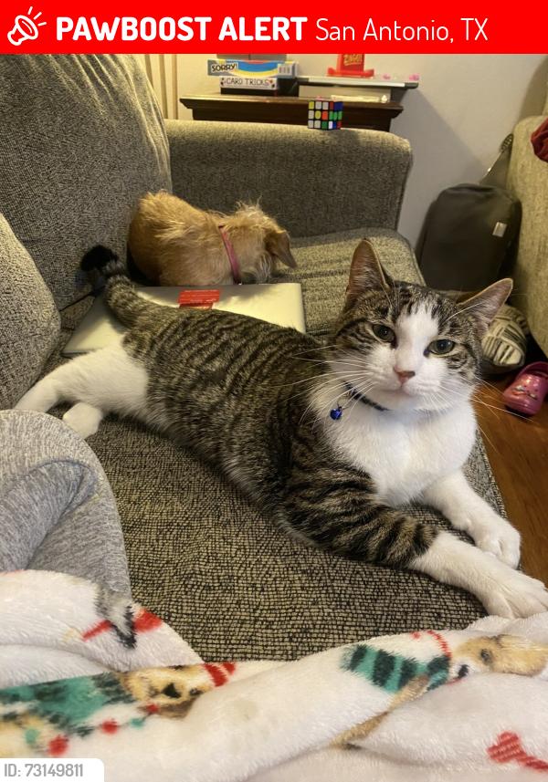 Lost Male Cat last seen Chadbourne and Autumn Woods, San Antonio, TX 78232
