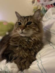 Lost Male Cat last seen Lulac West Park apmts, Corpus Christi, TX 78409