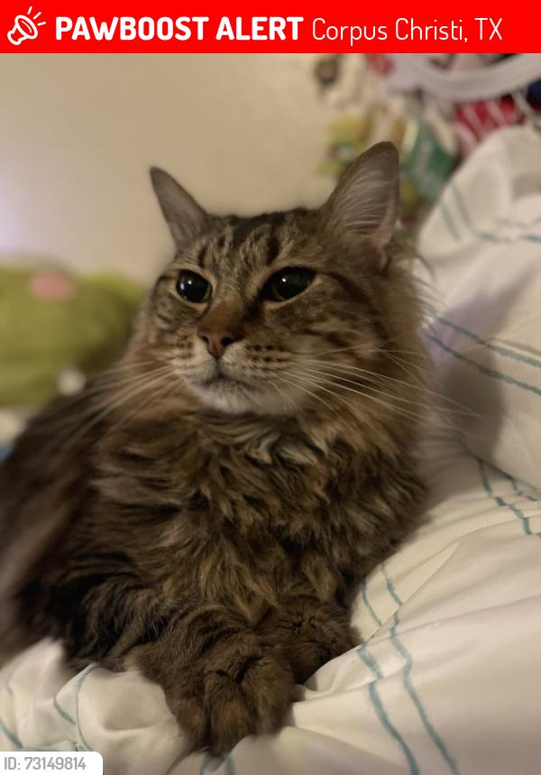Lost Male Cat last seen Lulac West Park apmts, Corpus Christi, TX 78409