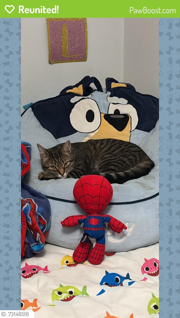 Reunited Unknown Cat last seen 22nd street, Hudsonville, MI 49426