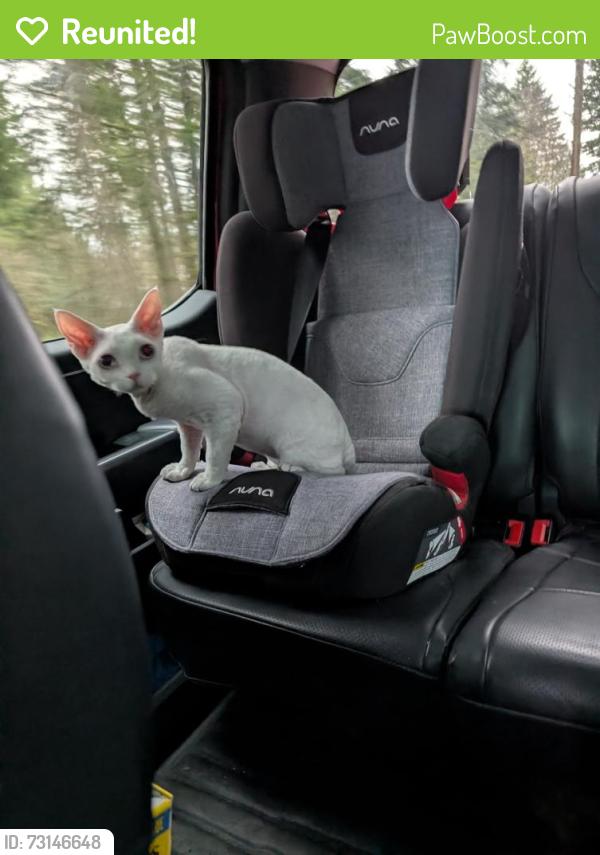 Reunited Male Cat last seen NE 85th Circle and Livingston Rd, Camas Wa, Clark County, WA 98607