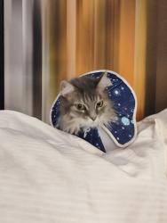 Lost Female Cat last seen Near 42nd St S, St. Petersburg, FL 33711