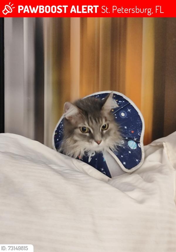 Lost Female Cat last seen Near 42nd St S, St. Petersburg, FL 33711
