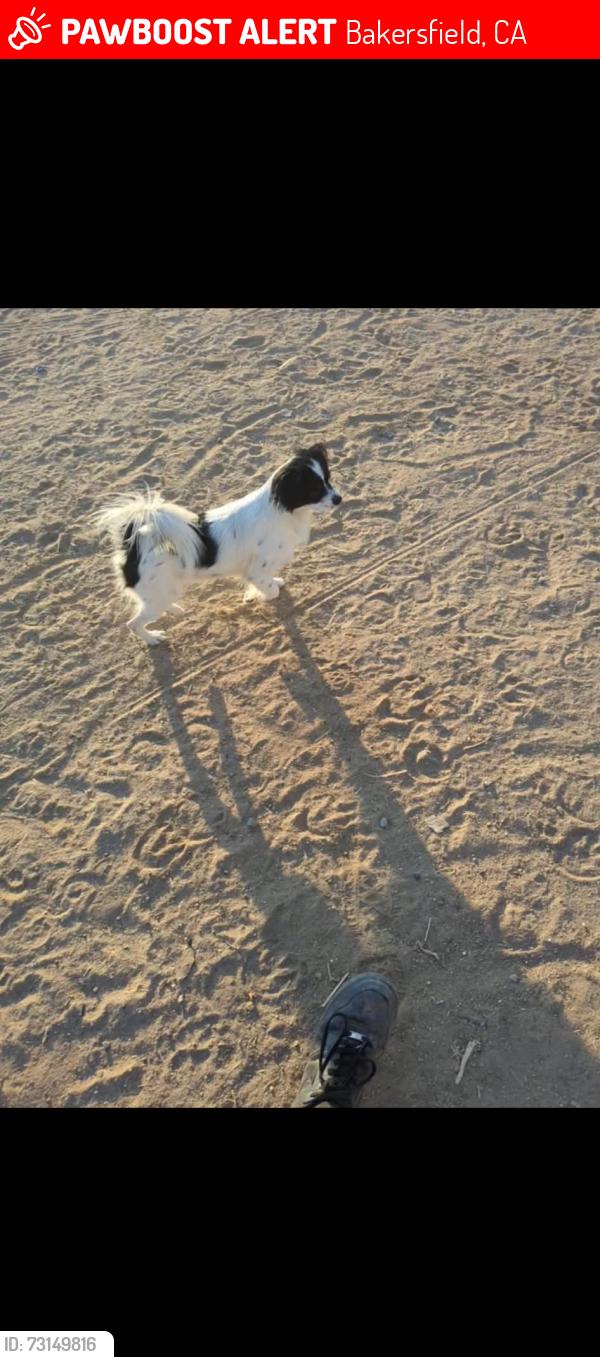 Lost Male Dog last seen Near Comanche, Bakersfield, CA 93306