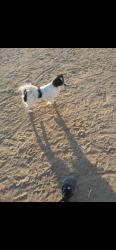 Lost Male Dog last seen Near Comanche, Bakersfield, CA 93306