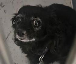 Shelter Stray Female Dog last seen Near BLOCK E HERNDON AVE, FRESNO CA 93720 3309, 5277 E Airways Blvd, Fresno, CA 93727, USA