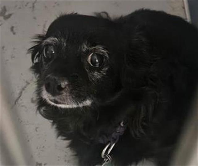 Shelter Stray Female Dog last seen Near BLOCK E HERNDON AVE, FRESNO CA 93720 3309, 5277 E Airways Blvd, Fresno, CA 93727, USA