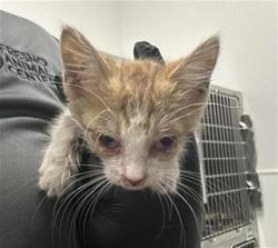 Shelter Stray Female Cat last seen Near BLOCK N RECREATION AVE, FRESNO CA 93703 4748, 5277 E Airways Blvd, Fresno, CA 93727, USA