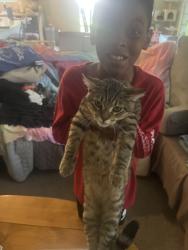 Reunited Male Cat last seen Near Waverly Dr. 75495, Van Alstyne, TX 75495
