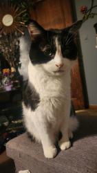 Lost Male Cat last seen 38th and Longview/zimmerman across from taco bell, Erie, PA 16510