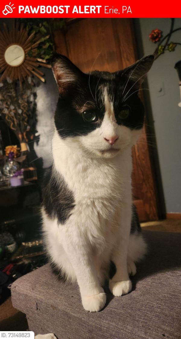 Lost Male Cat last seen 38th and Longview/zimmerman across from taco bell, Erie, PA 16510