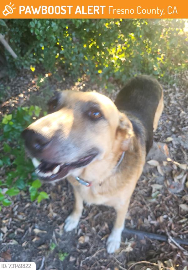 Found/Stray Female Dog last seen E central & S Mccall, Fresno County, CA 93657