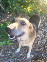 Found/Stray Female Dog last seen E central & S Mccall, Fresno County, CA 93657