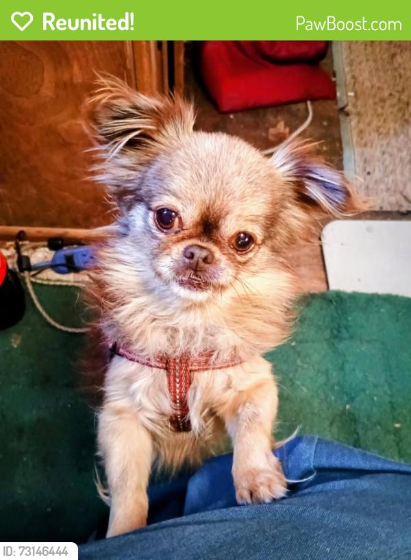 Reunited Female Dog last seen Lawzyday farm on Cheatham Ford Road, Hiddenite, NC 28636