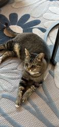 Lost Male Cat last seen Pacific Avenue, Tacoma, WA 98408