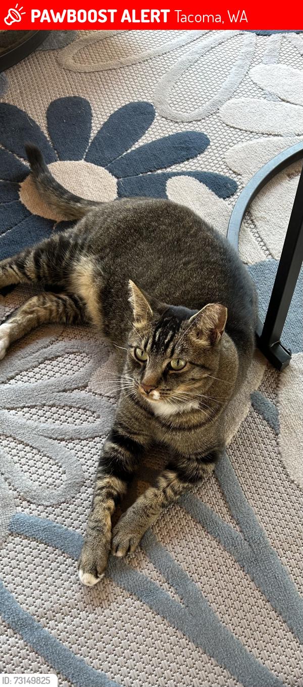 Lost Male Cat last seen Pacific Avenue, Tacoma, WA 98408
