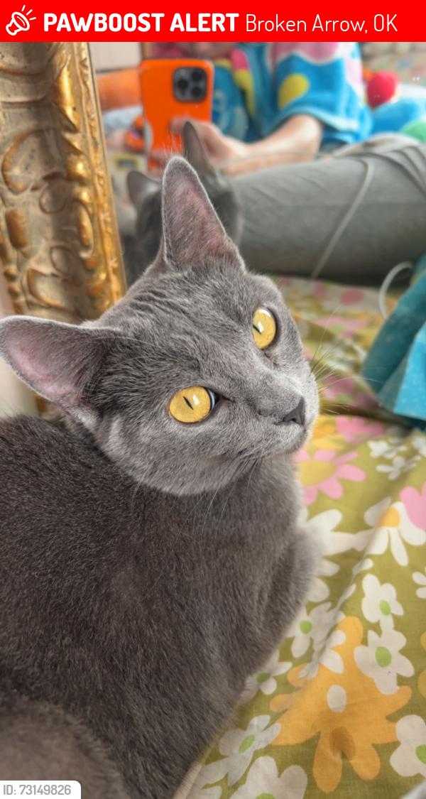 Lost Female Cat last seen 131st & aspen, Broken Arrow, OK 74012