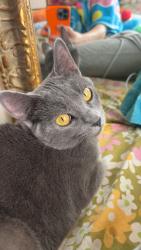 Lost Female Cat last seen 131st & aspen, Broken Arrow, OK 74012