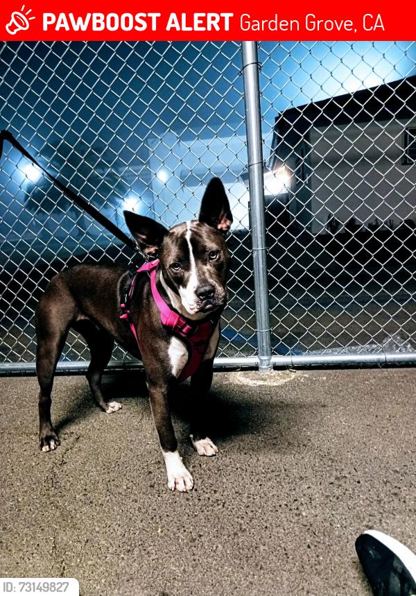 Lost Female Dog last seen Magnolia, Garden Grove, CA 92841