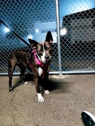 Lost Female Dog last seen Magnolia, Garden Grove, CA 92841