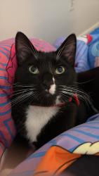 Lost Male Cat last seen Mcnelis Dr and Gravel Hill Rd, Southampton, PA 18966