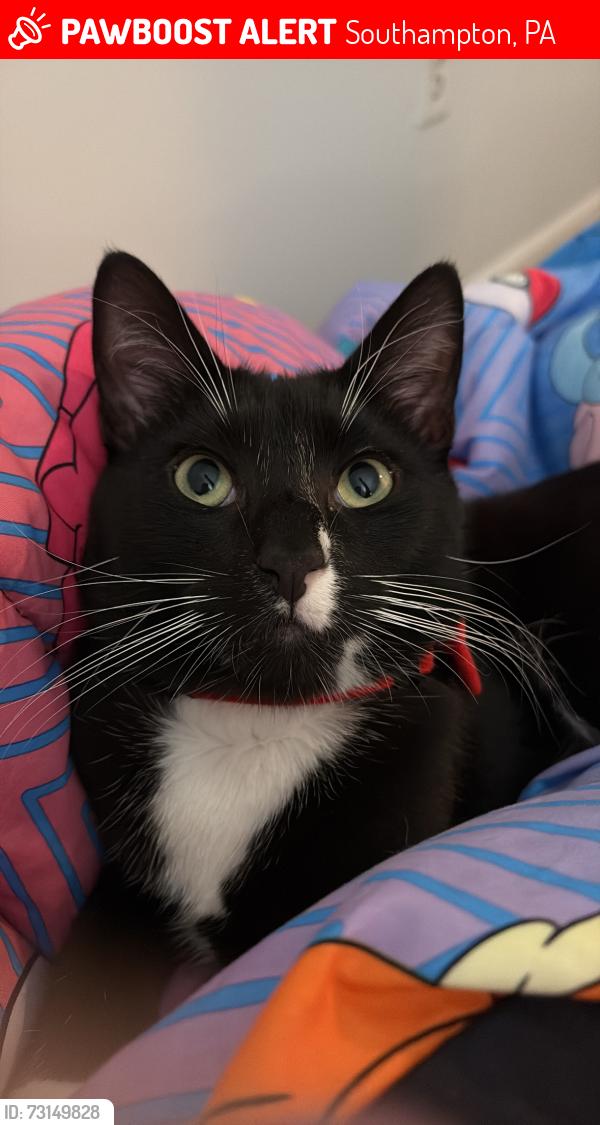 Lost Male Cat last seen Mcnelis Dr and Gravel Hill Rd, Southampton, PA 18966