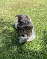 Lost Male Cat last seen Russell Road, West Midlands, England 