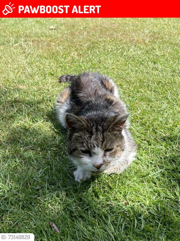 Lost Male Cat last seen Russell Road, West Midlands, England 