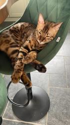 Reunited Male Cat last seen 1/2 mile from Scotch Street area, Portadown, Portadown, Northern Ireland BT62 1RR
