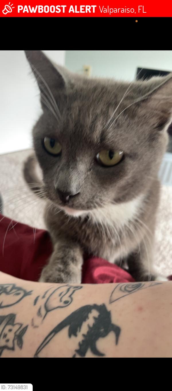 Lost Male Cat last seen Ace hardware, Valparaiso, FL 32580