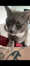 Lost Male Cat last seen Ace hardware, Valparaiso, FL 32580