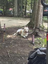 Reunited Male Dog last seen Burleigh, Milwaukee, WI 53216