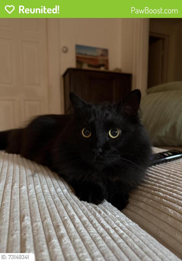 Reunited Male Cat last seen By the polish hill church, Pittsburgh, PA 15219
