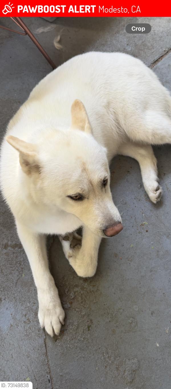 Lost Female Dog last seen Near Geneva Dr modesto ca, Modesto, CA 95350