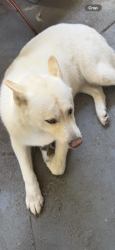 Lost Female Dog last seen Near Geneva Dr modesto ca, Modesto, CA 95350