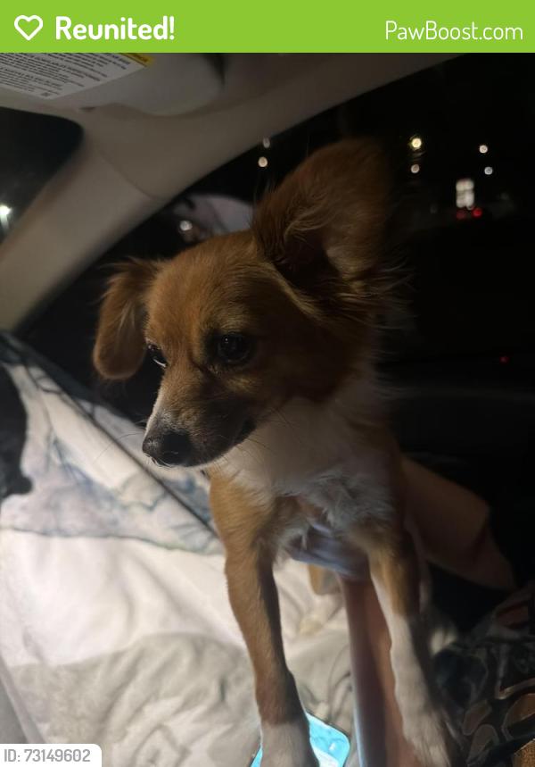 Reunited Male Dog last seen Rio Grande River, Los Lunas, NM 87031