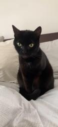 Reunited Female Cat last seen Near Block Willis Avenue, North of Burbank Blvd, Los Angeles, CA 91411