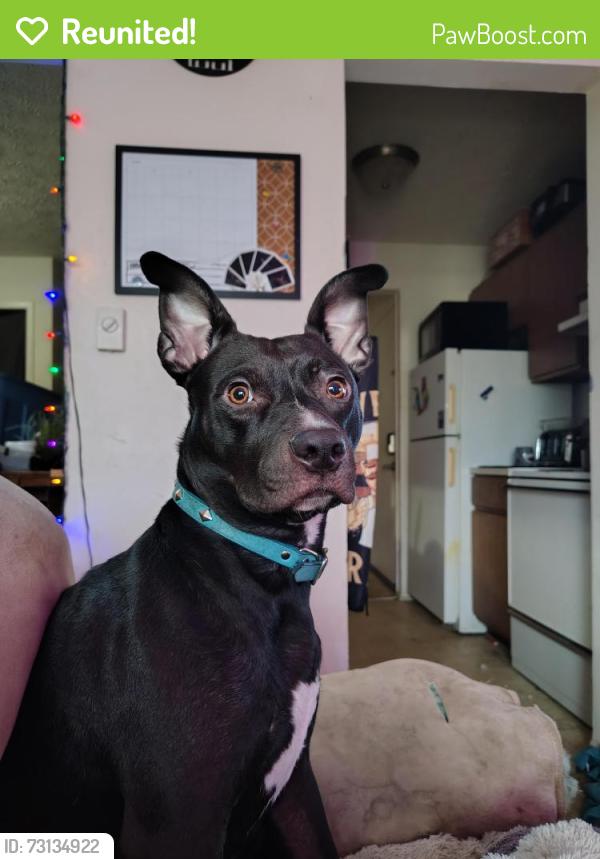 Reunited Female Dog last seen Marcella's donuts, Amelia, OH 45102