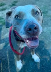 Shelter Stray Female Dog last seen Near BLOCK CECIL AVE, 3528 Newburg Rd, Louisville, KY 40218, USA