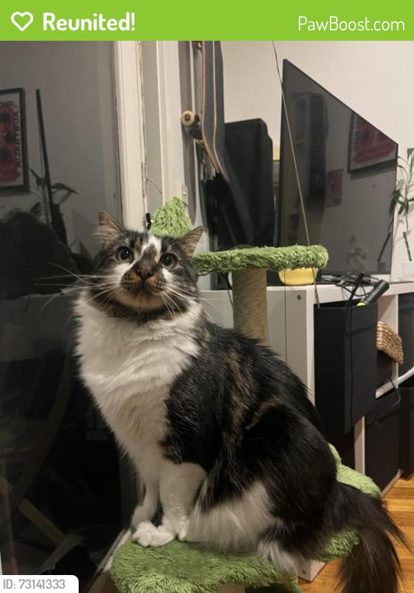 Reunited Male Cat last seen Barwon avenue - could be in erskine ave, Reservoir, VIC 3073
