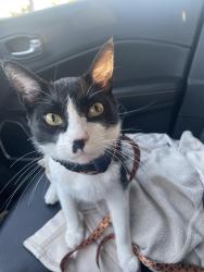 Reunited Male Cat last seen Cornerstone ranch apmts, Katy, TX 77450