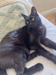 Lost Male Cat last seen Tabard Street and Pilgrimage Street, Tabard Gardens, Greater London, England SE1 4XY