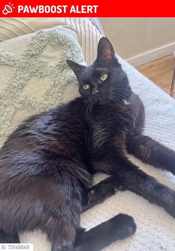 Lost Male Cat last seen Tabard Street and Pilgrimage Street, Tabard Gardens, Greater London, England SE1 4XY