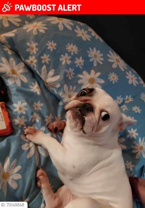 Lost Female Dog last seen Caningtown, Canning Town, England 